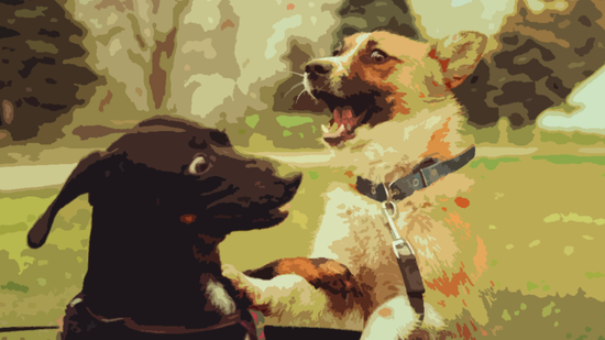 Heckin' Good Doggos